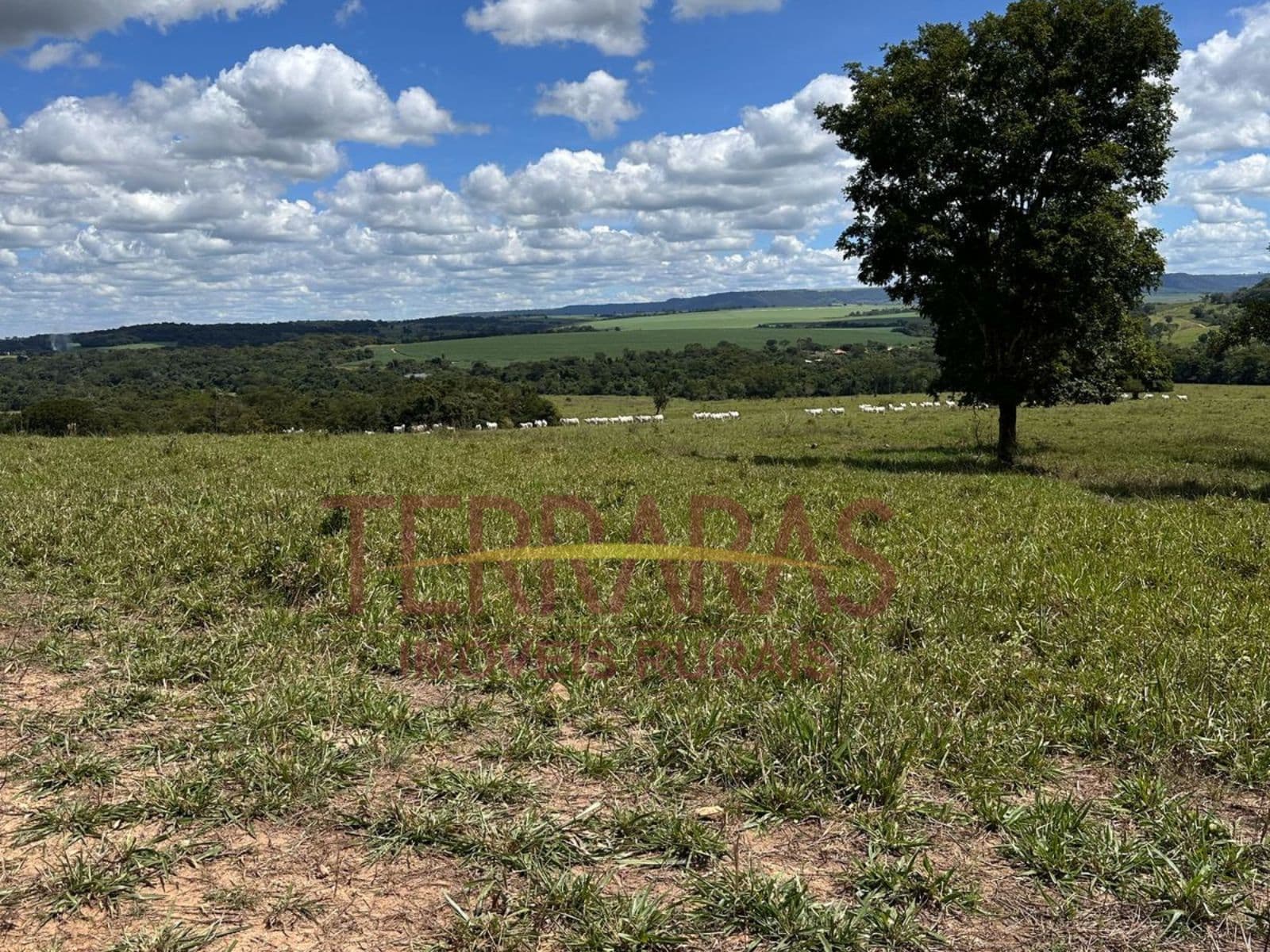 Fazenda em Morrinhos/GO