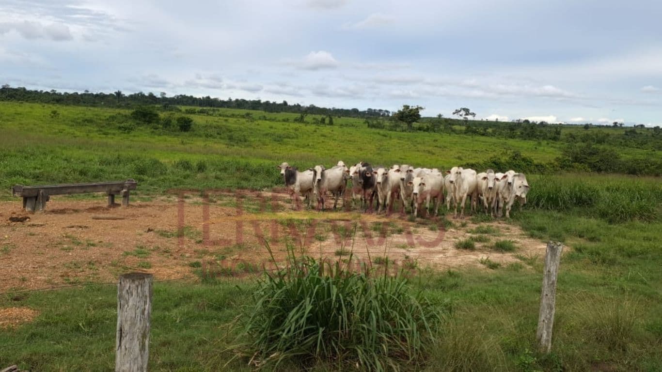 Fazenda em Santa Fé do Araguaia - TO